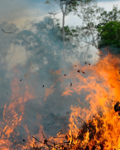 Amazon rainforest on fire